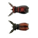 Molix Supernato Beetle